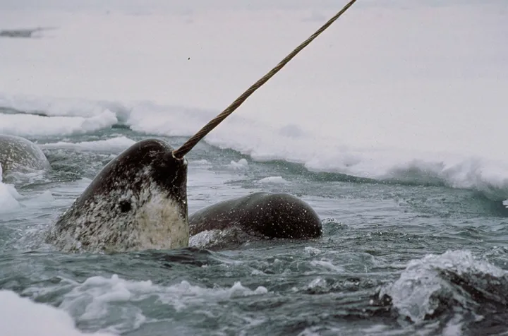 A narwhal breaches the surface, its tusk pointed to the sky