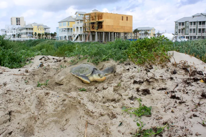 a sea turtle digs a nest near houses