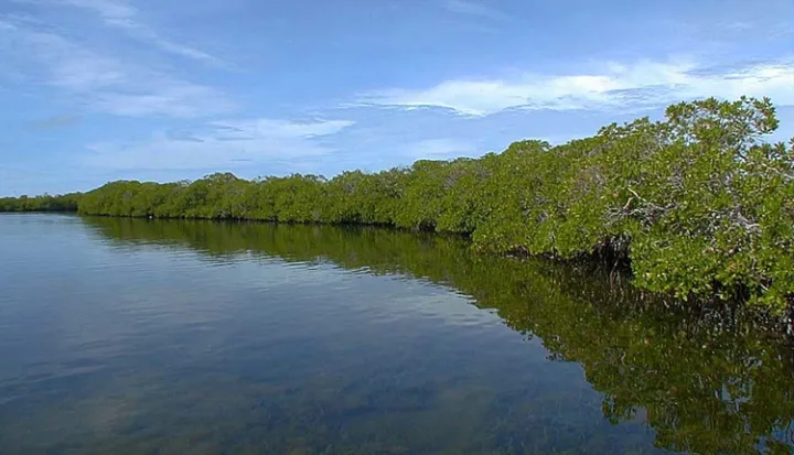 Mangroves on the edge of the water. 