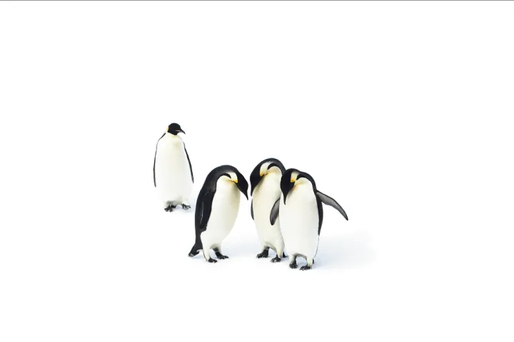 Emperor penguins are the largest of the penguin species and can grow to be 100 pounds. 