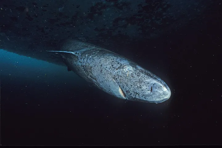 a copepod attaches to the eye of a Greenland shark