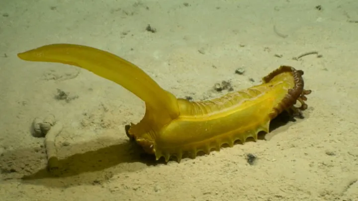 a yellow sea cucumber