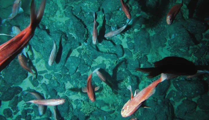 Scientists believe orange roughy (Hoplostethus atlanticus) live 150 years or more.
