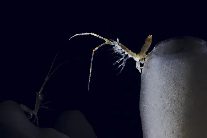 An isopod stands on top of a glass sponge, extending its legs to find zooplankton.