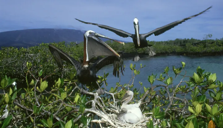 Brown pelicans (Pelecanus occidentalis) nest in a mangrove in Ecuador’s Galapagos Islands.