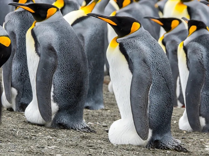 King penguins incubates their eggs. 