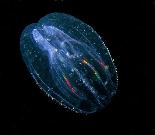A photo of a sea walnut, a ctenophore. 