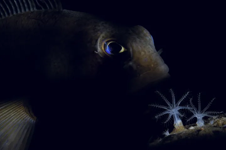 Fish have certain adaptations, like blood with built-in antifreeze, to survive in the Antarctic. 