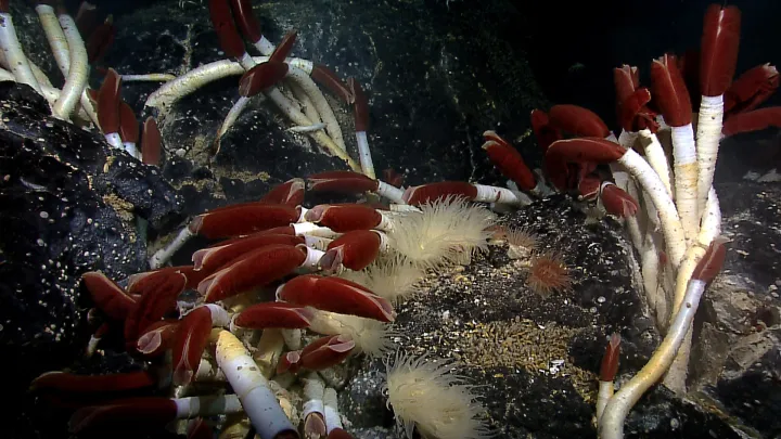 Riftia tube worms