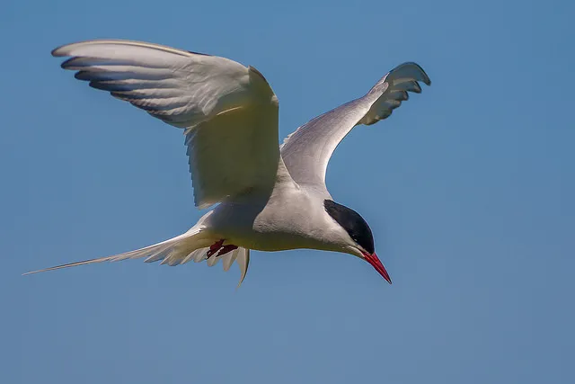 Arctic Tern on the Inner Farne Island.