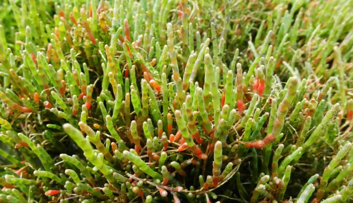 thin, green stalks of a succulent plant grow up