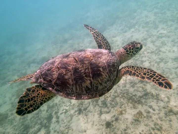 A green sea turtle swims