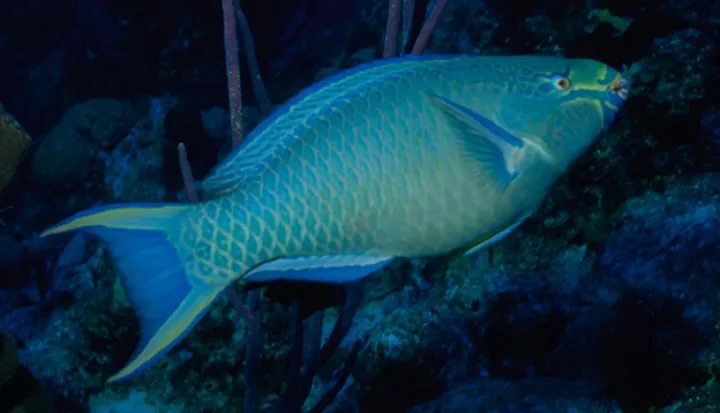 This queen parrotfish scrapes algae from Caribbean reefs with its parrot-like beak.