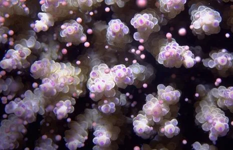A purple hard coral releases bundles of pink eggs glued together with sperm. 