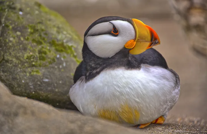 a horned puffin sits among the rocks with its feet tucked under its belly