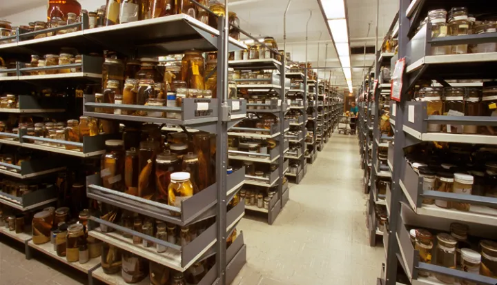 An image of collections storage at the Smithsonian National Museum of Natural History.