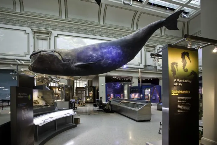 A model of a right whale hangs in the Ocean Hall