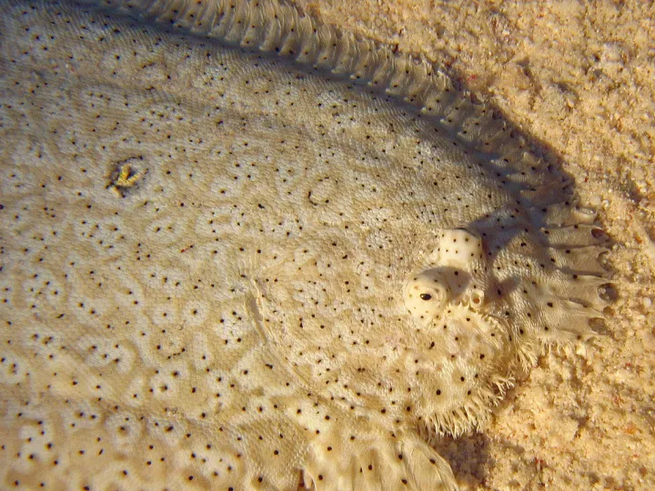 The Moses sole blends in with the bottom of the seafloor and releases a natural shark repellant when threatened.

