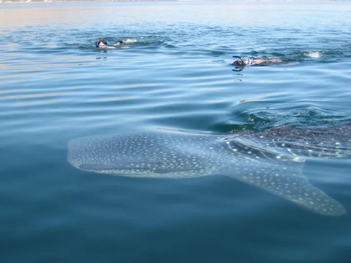 There is a large demand for shark ecotourism. 