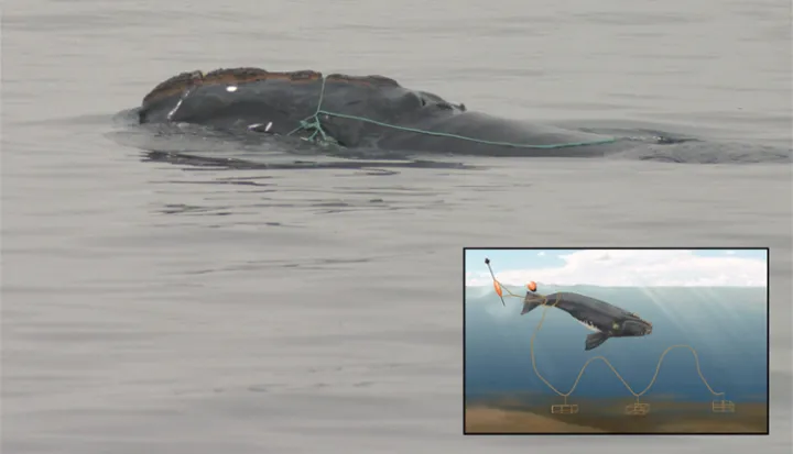 This whale is entangled in fishing gear. The inset shows how special fishing lines allow whales to escape such accidental entrapments.