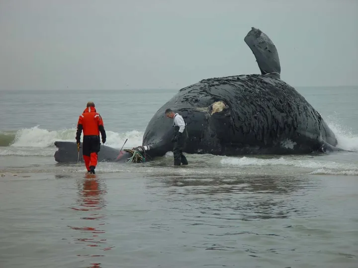 Phoenix’s mother, Stumpy (number 1004), was killed in a collision with a ship near Virginia in February 2004. She was pregnant with her sixth known calf.