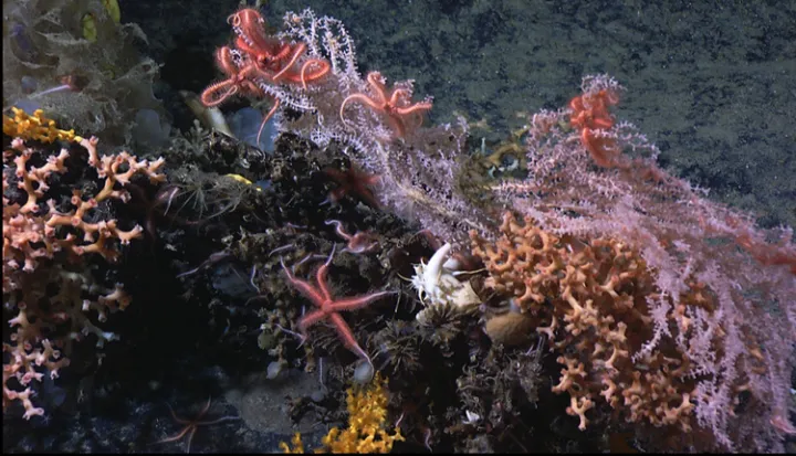 Colorful corals and brittlestars on Manning Seamount off the New England coast.