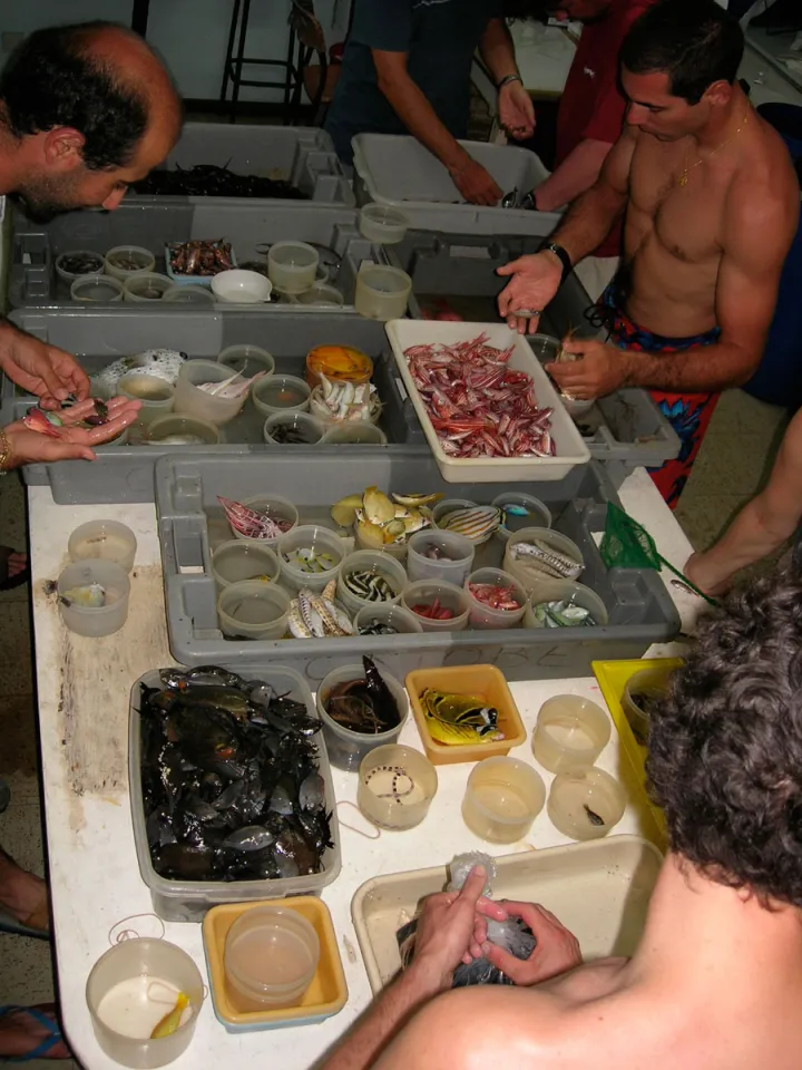 Back at the lab, researchers sort the fish specimens they gathered in the field.