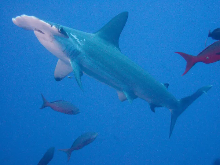 The scalloped hammerhead shark is one of the five species CITES has protected. 