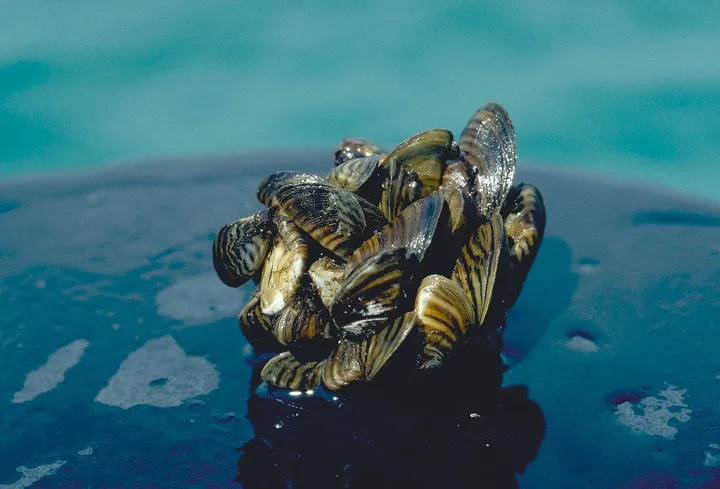 A photo of zebra mussels clinging together, the mollusks have successfully invaded brackish and freshwater areas across North America.