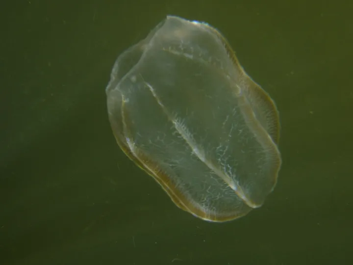 a comb jelly