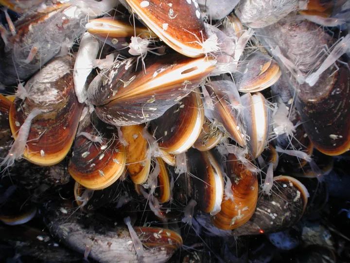 mussels and shrimp