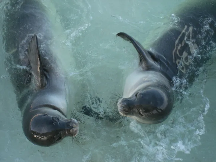 The beaches of Hawaii are the only place in the world where the Hawaiian Monk seal&nbsp;exists. As if on a tropical vacation, they spend a lot of time napping on the beach.&nbsp;

