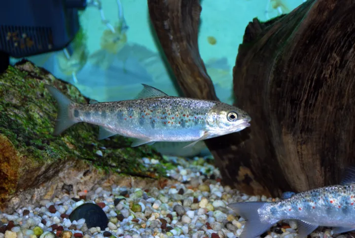 A salmon swimming in a stream. 