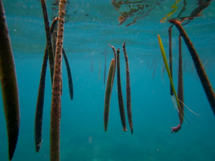 underwater photo of floating mangrove propagules