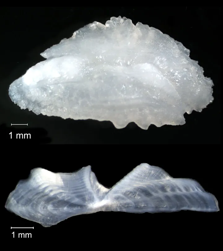 ear bones of a grouper fish