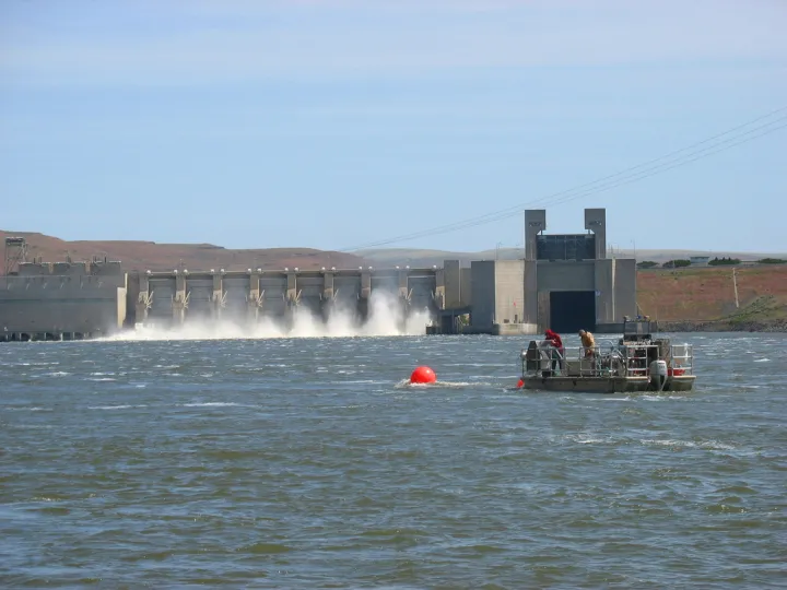 A team tags chinook salmon from a boat. 
