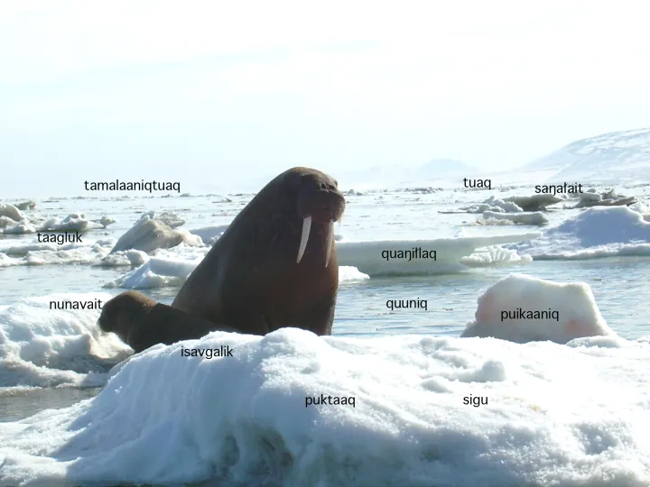 A walrus sits on top of ice. 