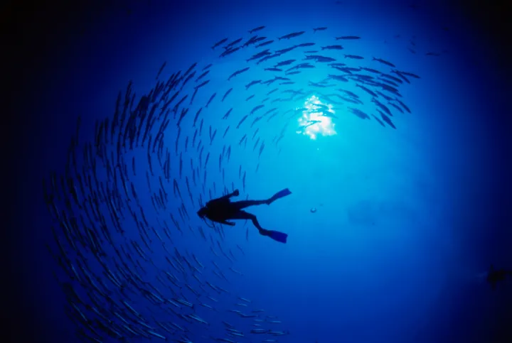 A diver swims amidst a school of fish.