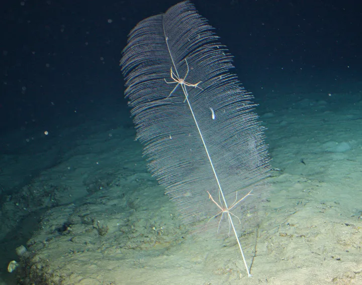 A feather like coral with two lobsters