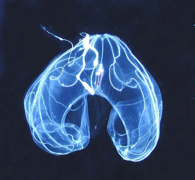 Photograph of a transparent comb jelly against a dark sea.