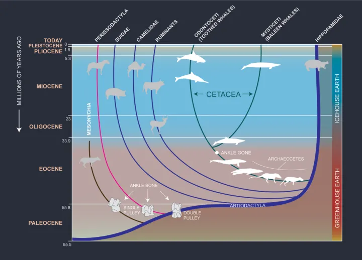 This family tree shows how the ancestors of whales moved gradually from land to sea.