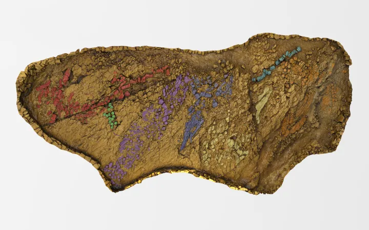 A 3D representation of a paleontological dig site with fossils colorized