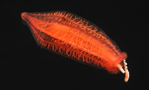 Photograph of a translucent red-orange comb jelly against a black sea.