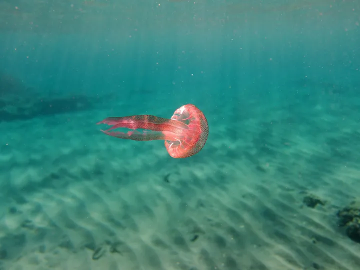 The mauve stinger is a glowing jellyfish.