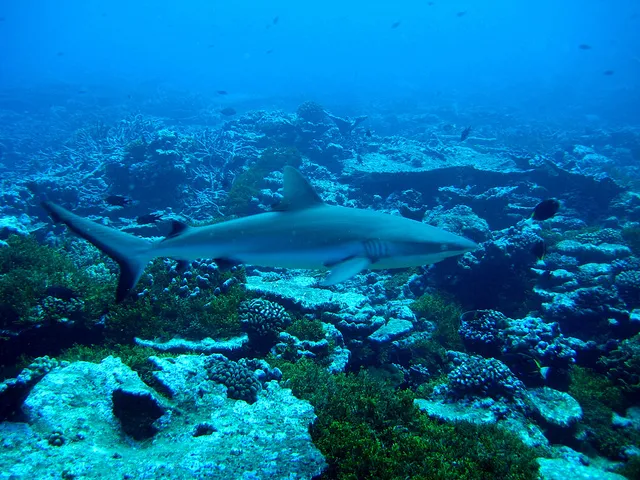 A reef shark swims amongst corals. 