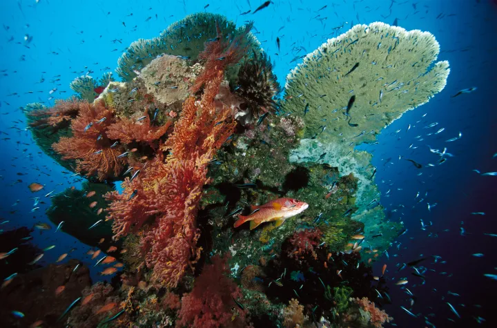 A variety of organisms make their home on this tropical coral reef in Indonesia.