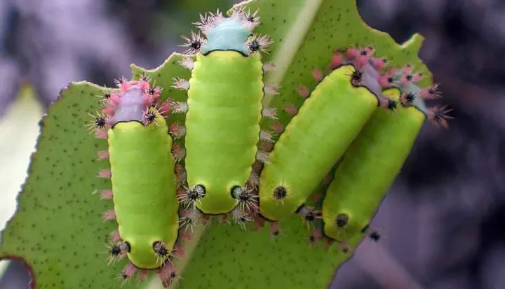 This slug caterpillar turns into a very plain brown moth with stinging spines.