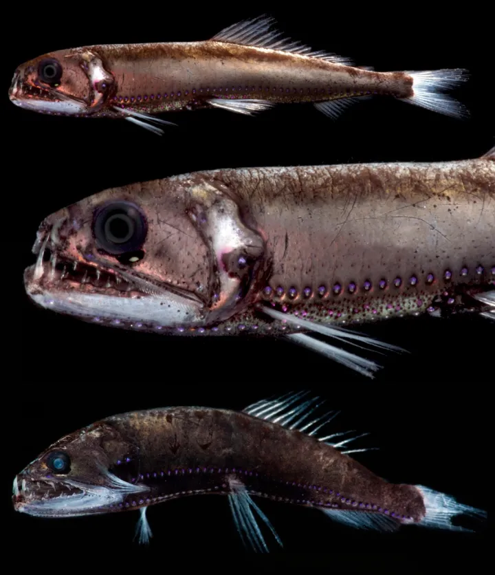 a three panel of the dragonfish