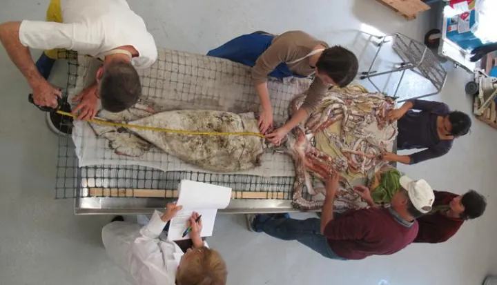 A giant squid dissection