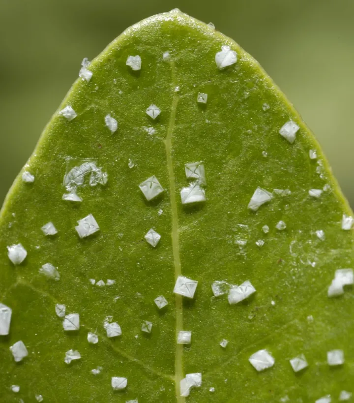 Crystals of salt on a mangrove leave
